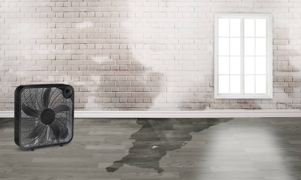 Best Ceiling water damage repair  in Holcom, KS